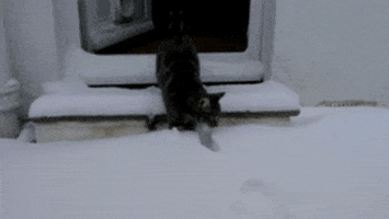 cat snow GIF