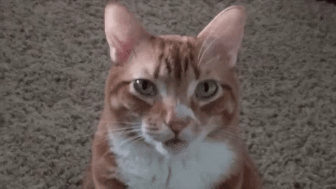 comment-economiser giphyupload GIF