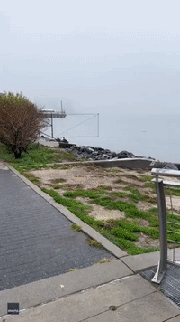Rat Runs Away From Brooklyn Waterfront With Fish