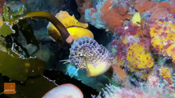 'Flirting' Seahorses Display Beautiful Colors and Patterns