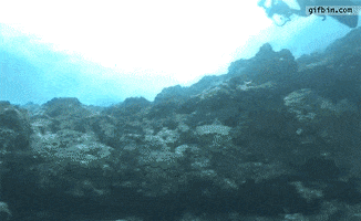 vs scuba GIF