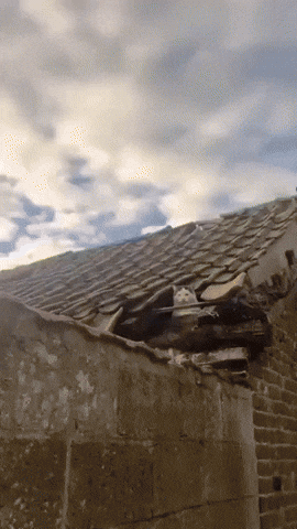 paolog67 giphyupload cat angry roof GIF