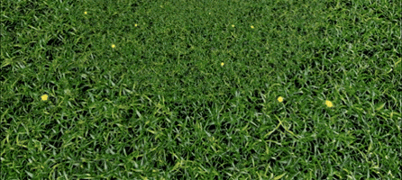 Grass field
