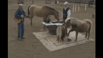 horses in a band pony play GIF by Jason Clarke