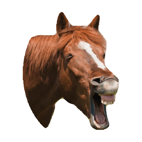 horse laughing STICKER by imoji