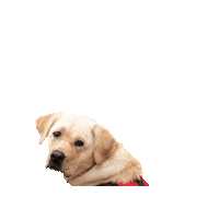 Service Dog Sticker by Freedom Service Dogs of America
