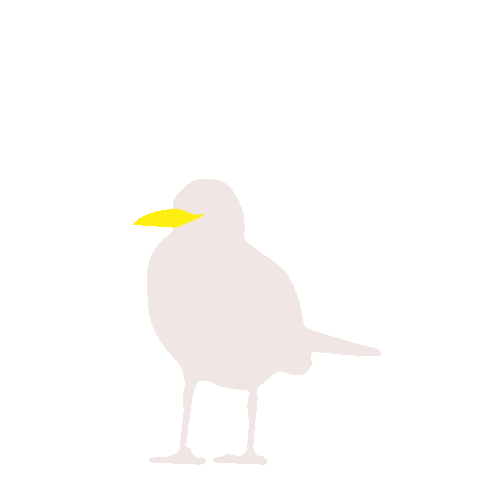 Polankou giphyupload attack marseille seagull Sticker