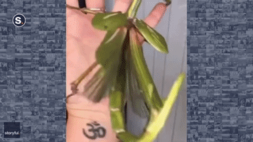 'Take That': Goliath Stick Insect Gets Defensive With Bug Enthusiast