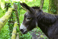 ane GIF