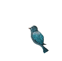juliabegni bird sing bordado passaro Sticker