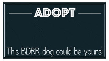 Bdrr GIF by Big Dog Ranch Rescue