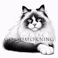 Cat GIF