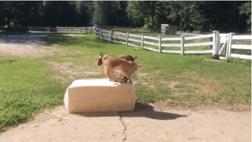 GIF by Random Goat