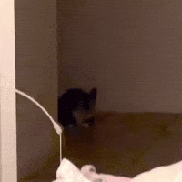 Cat Fall Over GIF