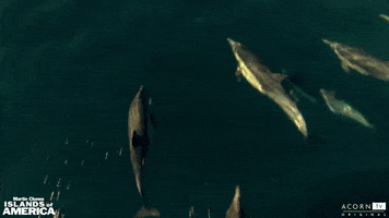 acorn-tv california swimming dolphin dolphins GIF