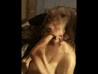 free funny GIF by AFV Pets