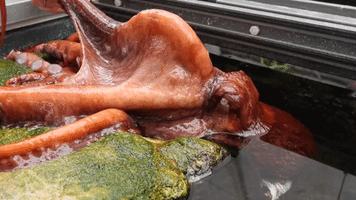Chicago Aquarium Launches Naming Contest for Giant Pacific Octopus