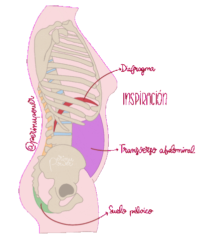 Perinupower  Sticker