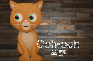 Cat Reaction GIF by Best Friends Animal Society