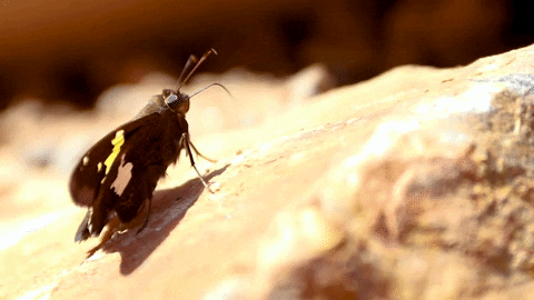 Butterfly Tongue Out GIF by JC Property Professionals
