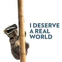 Earth Koala Sticker by sodastreams