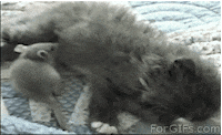cat mouse GIF