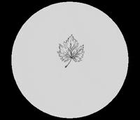 Canadian GIF by Fivelittlewildlings