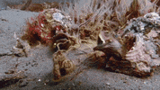 Sarcastic Marine Life GIF by Oceana
