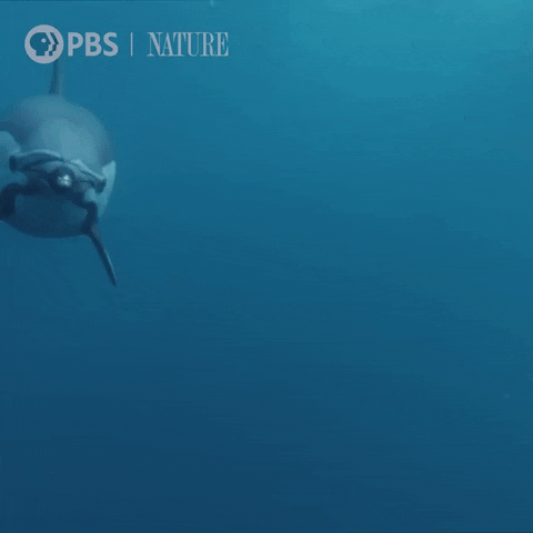 Under The Sea Swimming GIF by Nature on PBS