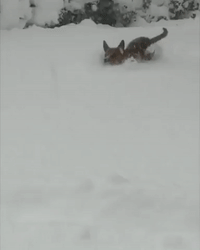 Dog Has Difficult Time Running Through Record Erie Snowfall