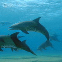 Pbs Nature Ocean GIF by Nature on PBS