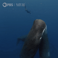 Sperm Whale Swimming GIF by Nature on PBS