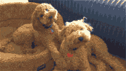 cute dogs GIF
