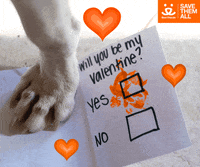 Valentines Day Love GIF by Best Friends Animal Society