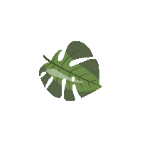 Summer Leaf Sticker