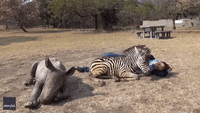 Orphaned Zebra Foal and Volunteer Share a 'Special Bond'