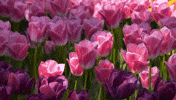 Festival Tulip GIF