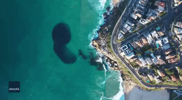 Drone Captures Preying Seal Piercing Through Dense School of Fish