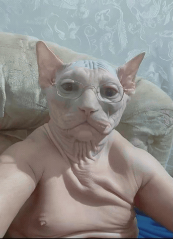 Cat Tuff GIF
