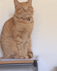 Cat GIF