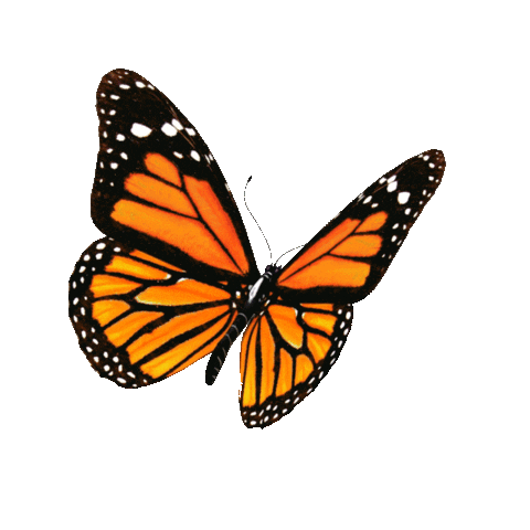 mooncake3000 giphyupload butterfly mooncake3000 Sticker
