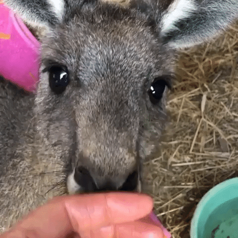 'He's One of the Lucky Ones': Injured Kangaroo and Rescuer Share Bonding Moment