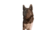 sniffdog dog doggo doggie looking down Sticker