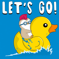 Lets Go GIF by Pudgy Penguins