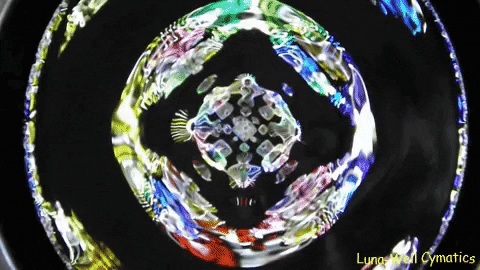 FreudSlip giphygifmaker GIF