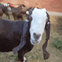 Good Morning Yes GIF by TRT