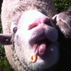 sheep lamb GIF