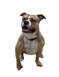 Dog Puppy Sticker by Weld Realty