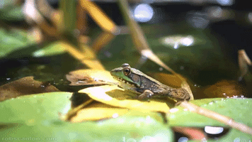 cinemagraph GIF