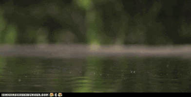 laughs GIF